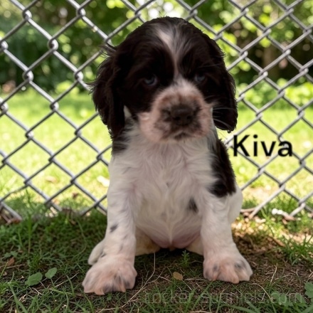 puppy, for, sale, Cocker Spaniel, Joe & Cherri  Overlease, dog, breeder, Miller, MO, dog-breeder, puppy-for-sale, forsale, nearby, find, puppyfind, locator, puppylocator, aca